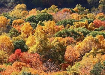 Ormanlık Alanlar İşletmelere Açılıyor