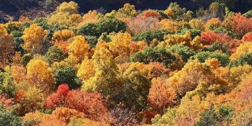 Ormanlık Alanlar İşletmelere Açılıyor