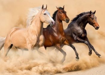 Beygir Gücü Nedir?