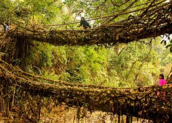 Doğa Harikası Kök Köprüler