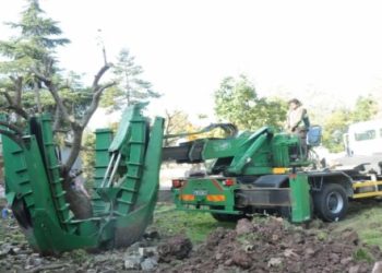 Okul Yapılacak Alandaki Ağaçlar Taşındı