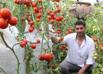 Çuval Üzerinde Domates Yetiştiriciliği