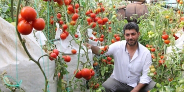 Çuval Üzerinde Domates Yetiştiriciliği