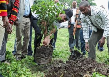 Etiyopya 353 Milyon Fidan Dikimi Yaparak Rekor Kırdı