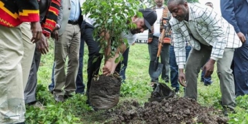 Etiyopya 353 Milyon Fidan Dikimi Yaparak Rekor Kırdı