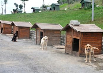 Veterinerler Barınak Projeleri İçin TOKİ’ye Başvurdu