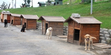 Veterinerler Barınak Projeleri İçin TOKİ’ye Başvurdu