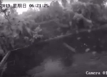 Depremi Öngören Balıklar Görüntülendi