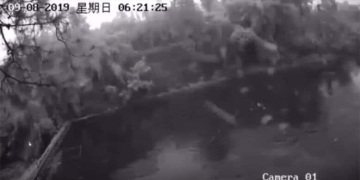 Depremi Öngören Balıklar Görüntülendi