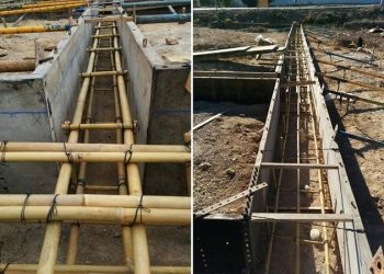 Çelikten Bile Daha Güçlü Bir Bitki – Bambu Nedir?