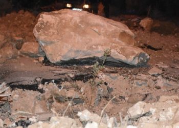 Tapulu arazim’ deyip asfaltın ortasına zeytin fidanı dikti