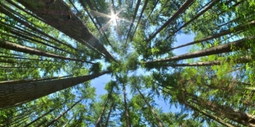 Türkiye’nin yüzde 29’u ormanlarla kaplı