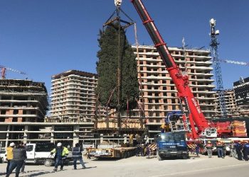 55 yıllık selvi ağacı işte böyle taşındı