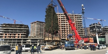 55 yıllık selvi ağacı işte böyle taşındı